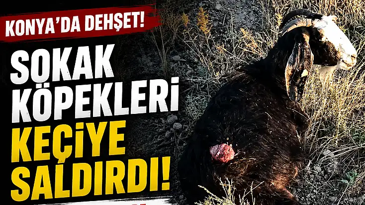 Konya'da sokak köpekleri keçiyi parçaladı