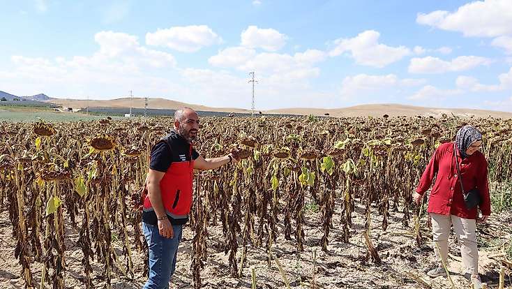 Konya’da tarlalar hareketlendi! Ayçiçeği ve patateste hasat sürüyor
