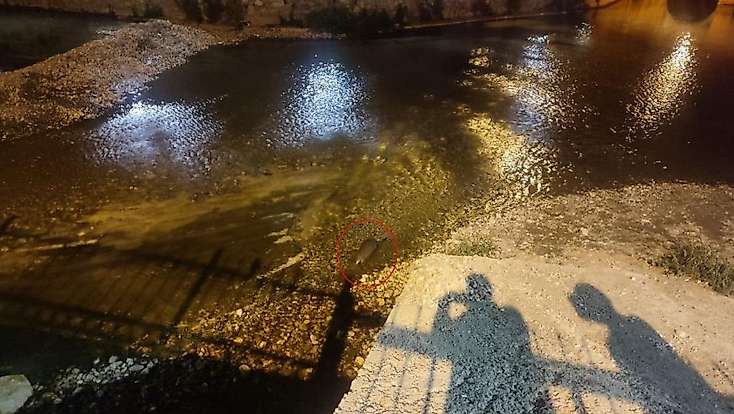 Konya'daki Çarşamba Çayı’nın sürpriz konuğu