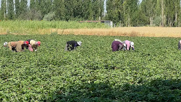 Konya’nın o mahallesi çilek üretimin merkezi oldu