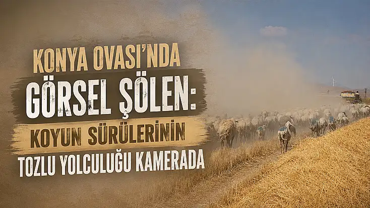 Konya Ovası'nda görsel şölen: Koyun sürülerinin tozlu yolculuğu kamerada
