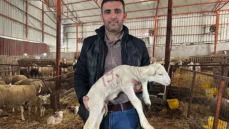 Milyonluk koçun kuzuları için Konya dahil birçok ilden sıraya girdiler