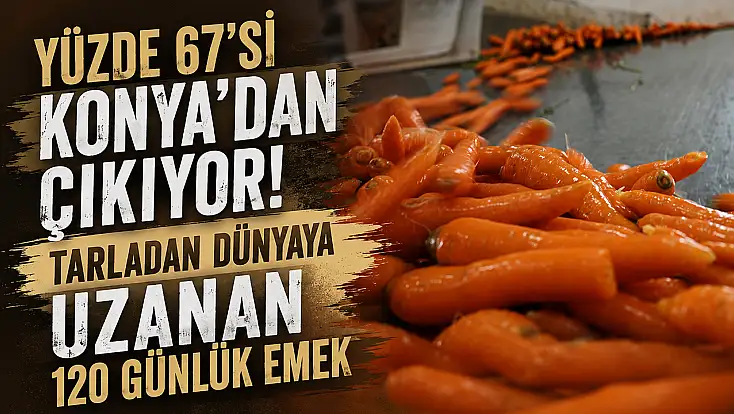 Yüzde 67'si Konya’dan çıkıyor! Tarladan dünyaya uzanan 120 günlük emek