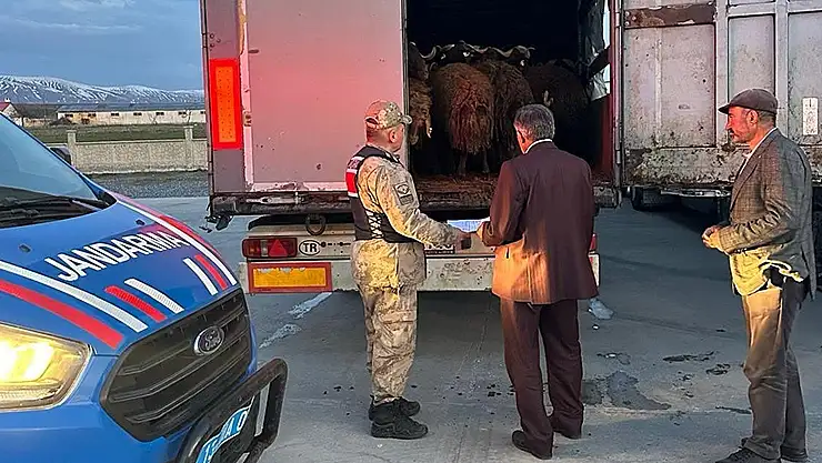 Ağrı'da çalınan 300 küçükbaş, Bitlis'te jandarmanın durdurduğu tırlarda bulundu