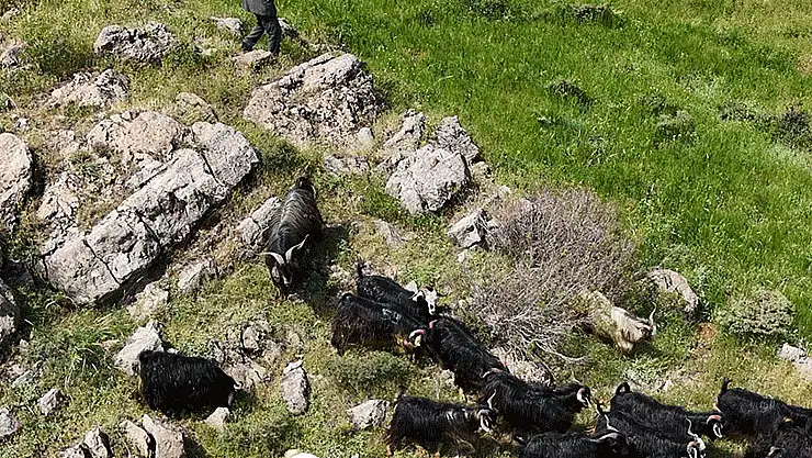 Bitlis'te kaçan 26 kurbanlık keçi dronla bulundu