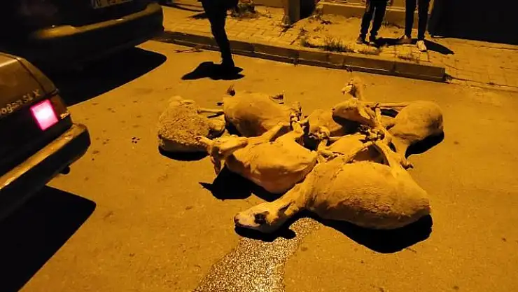 Karaman'da polisten kaçan otomobilde 7 çalıntı koyun çıktı
