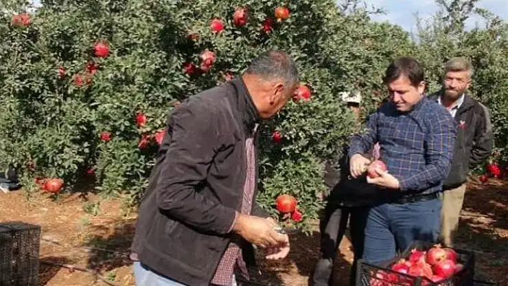 Kilis'te, sezonun ilk nar hasadı başladı