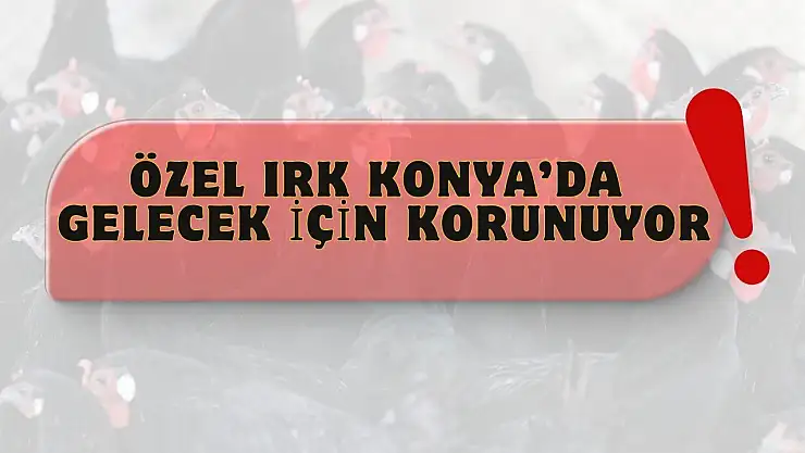 Konya'da genetik miras için kritik çalışma: Sayıları artırılıyor