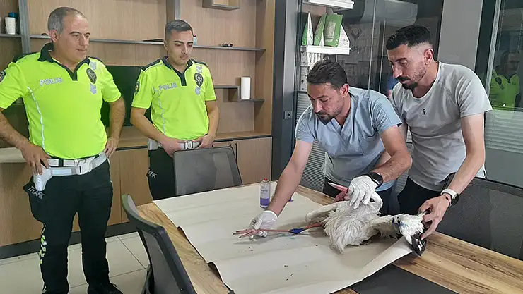 Yaralı leyleğe polisten şefkat eli