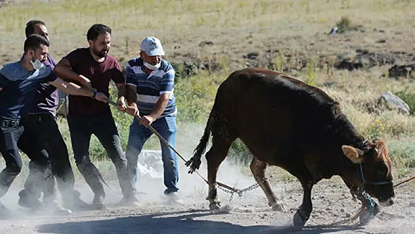 Bu sene de danalar firarda!
