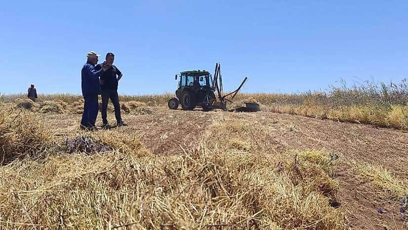 Konya'da yetişen bu ürün, Avrupa'ya ihraç ediliyor