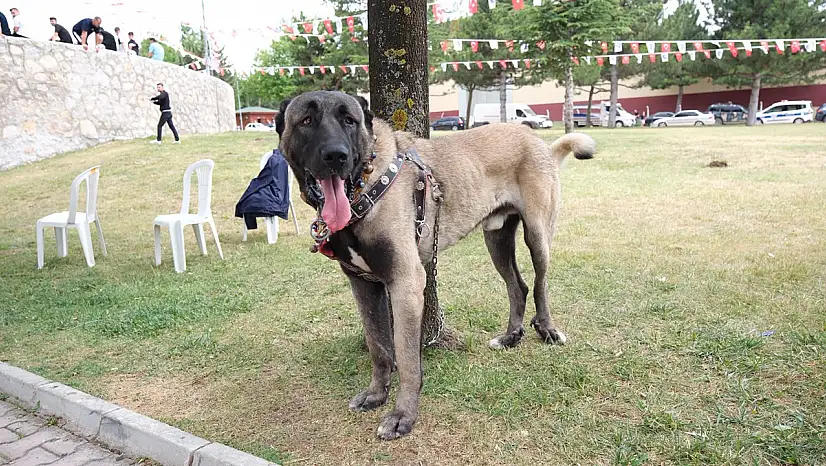 Konyalı yetiştiriciler Çorumdaki köpek şampiyonasında boy gösterdi