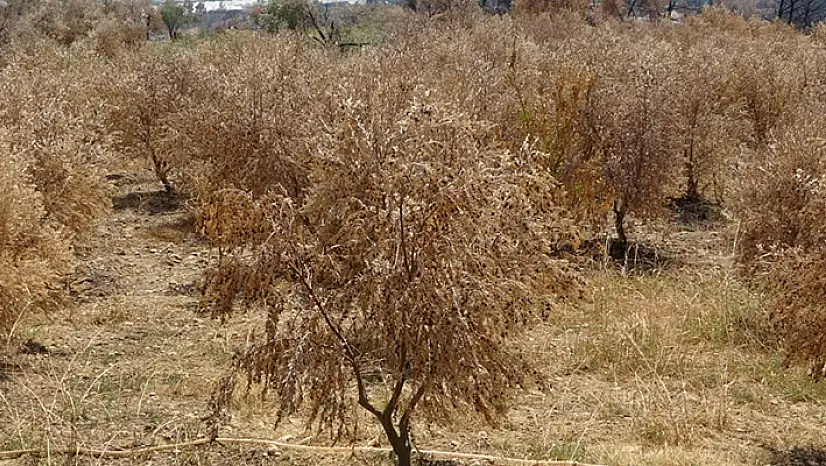 Manavgat orman yangınında 18 bin dönüm zeytin ağacı yandı
