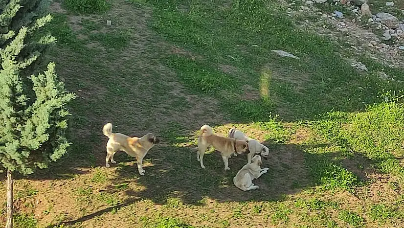 Sahipsiz köpekler kız kardeşlere dehşeti yaşattı