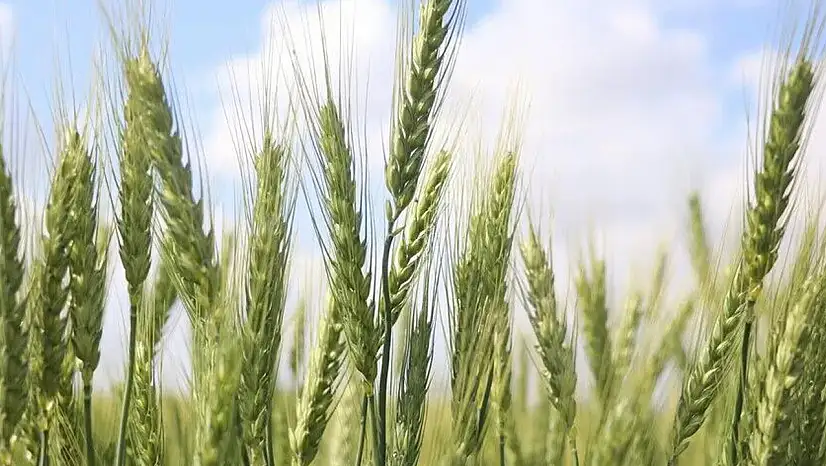 Türkiye, tarımsal hasılada rekor kırdı