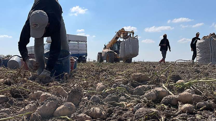 Dışa bağımlılığı bitirecek yerli tohum hamlesi: Konya Türkiye 3'üncüsü oldu