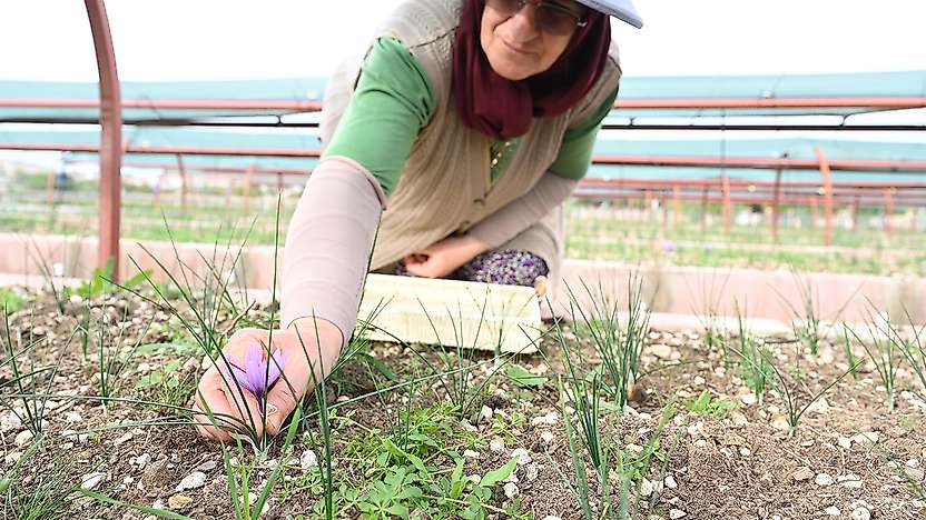 Dünyanın en pahalı baharatı Konya'da filizlendi: Hasadı başladı