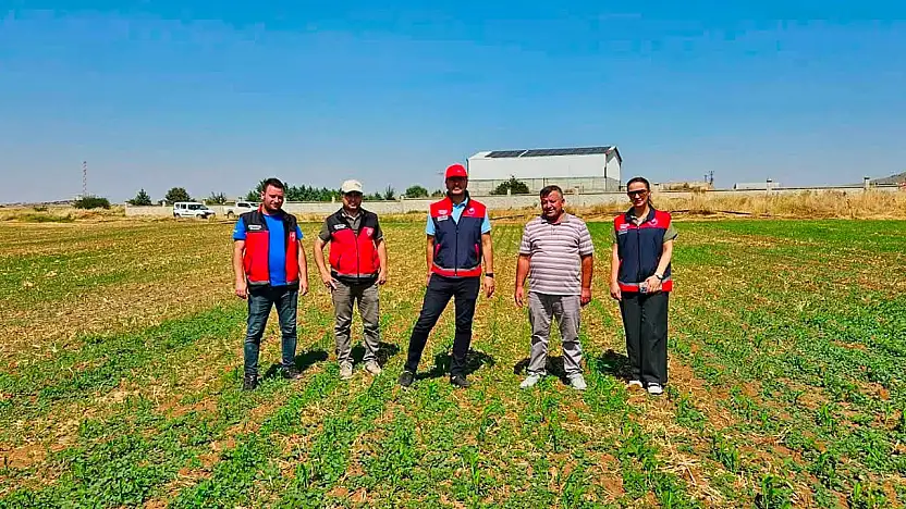 Geleceğin yemi Konya Ovası'nda yetişiyor