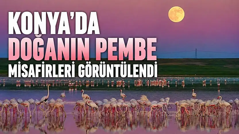 Konya'da doğanın pembe misafirleri görüntülendi