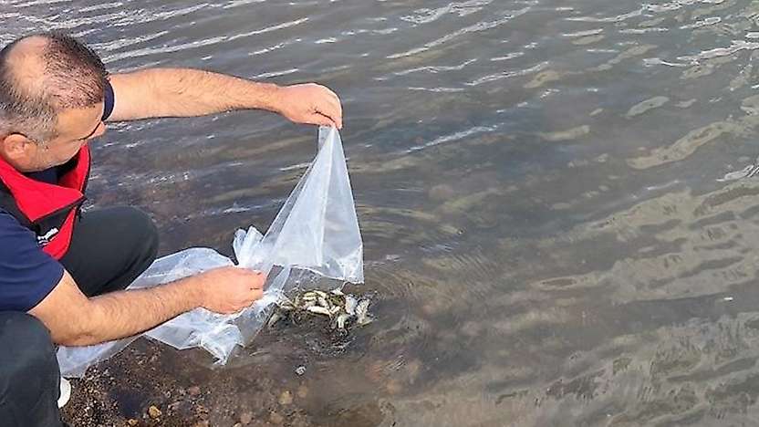 Konya'da göletlere 60 bin yavru sazan bırakıldı