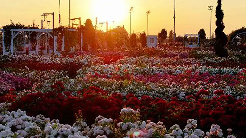 Konya'da görsel şölen! 190 çeşit gül ziyaretçilerini bekliyor