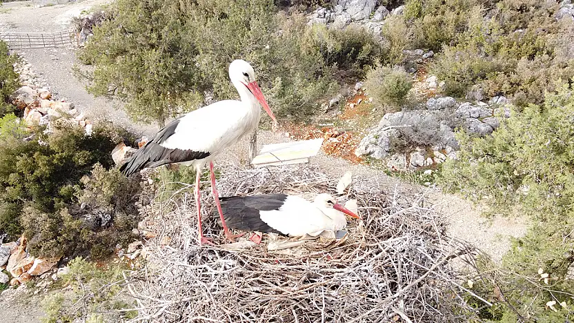 Konya'da leylekler vadisi canlandı