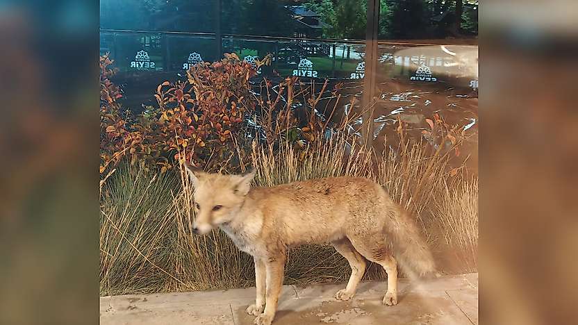 Konya'da meşhur tilki, Seyir Tepesi'nde