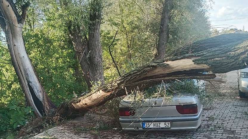 Konya'da otomobilin üzerine ağaç devrildi