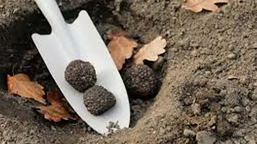 Konya'da servet değerinde! Sezonu başladı