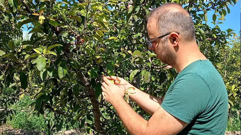 Konya'da tarlalar mercek altında: Ekipler sahada