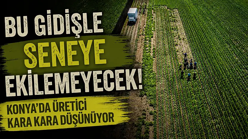 Konya'da üretici zorda! Hasat var, alıcı yok