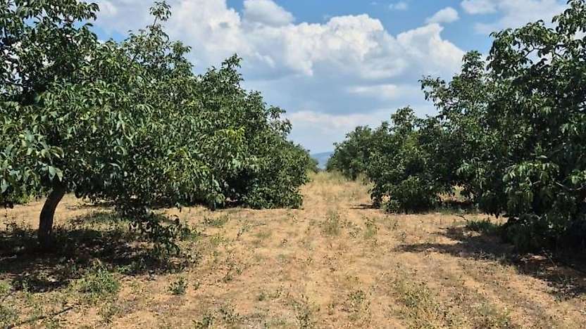Konya'nın o ilçesinde ceviz bahçeleri doldu taştı