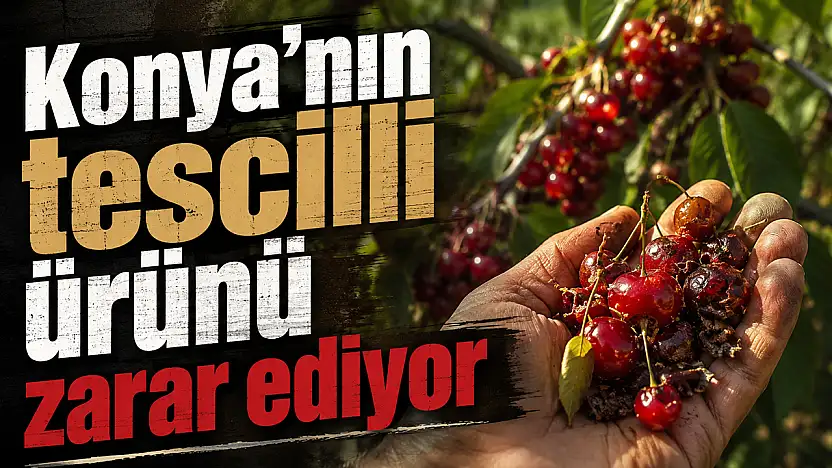 Konya'nın tescilli ürünü zarar ediyor