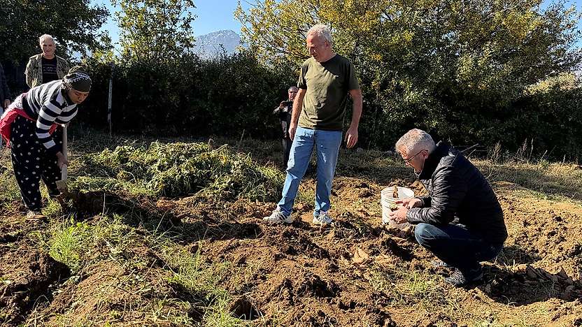 Konya Seydişehir'de alternatif ürün hamlesi: Tatlı patateste ilk hasat