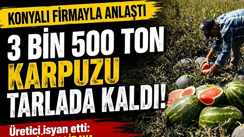 Konyalı firmayla anlaştı, 3 bin 500 ton karpuzu tarlada kaldı!