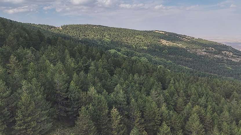 Kurak sanılan Konya meğer orman zenginiymiş! Listede 6. sırada
