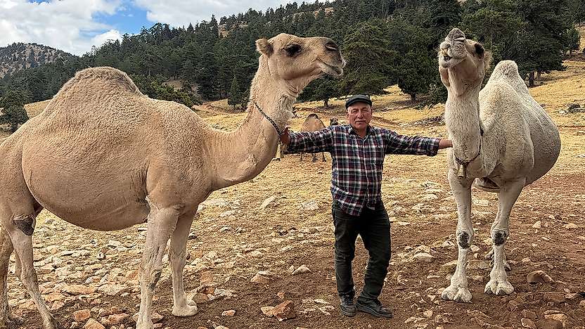 Mersin'den Konya'ya uzanan yörük göçünde devecilik geleneği sürüyor