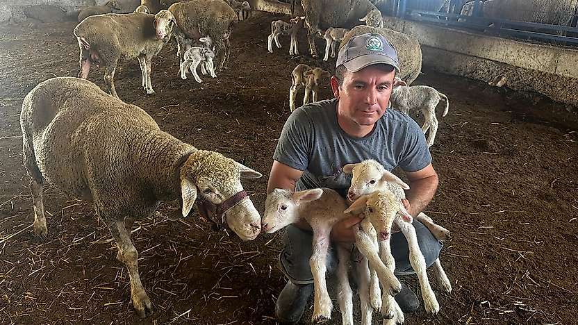 Milyonluk koçun üçüz yavruları Konya yolcusu: Yetiştiriciler sıraya girdi