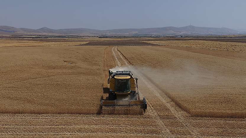 Türkiye'nin tahıl ambarı Konya'da buğday ve arpa rekoltesi yüz güldürdü
