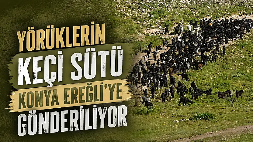 Yörüklerin keçi sütü Konya Ereğli'ye gönderiliyor