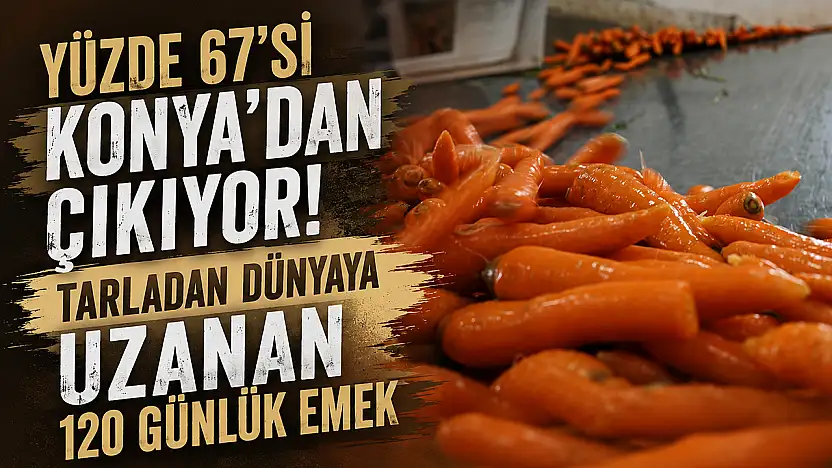 Yüzde 67'si Konya'dan çıkıyor! Tarladan dünyaya uzanan 120 günlük emek