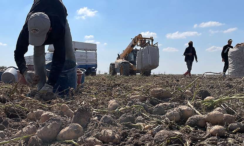 Dışa bağımlılığı bitirecek yerli tohum hamlesi: Konya Türkiye 3'üncüsü oldu