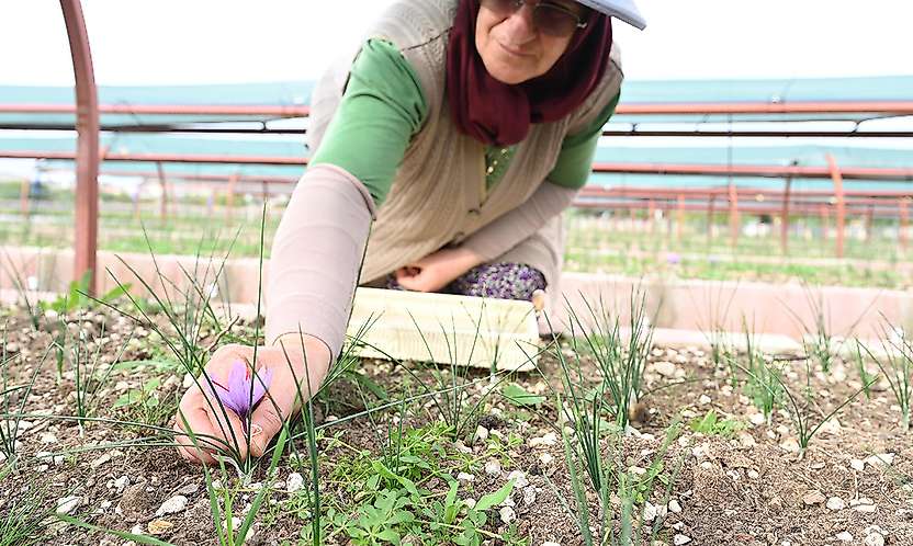 Dünyanın en pahalı baharatı Konya'da filizlendi: Hasadı başladı