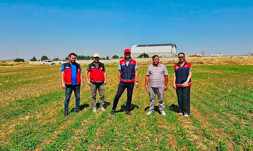 Geleceğin yemi Konya Ovası'nda yetişiyor