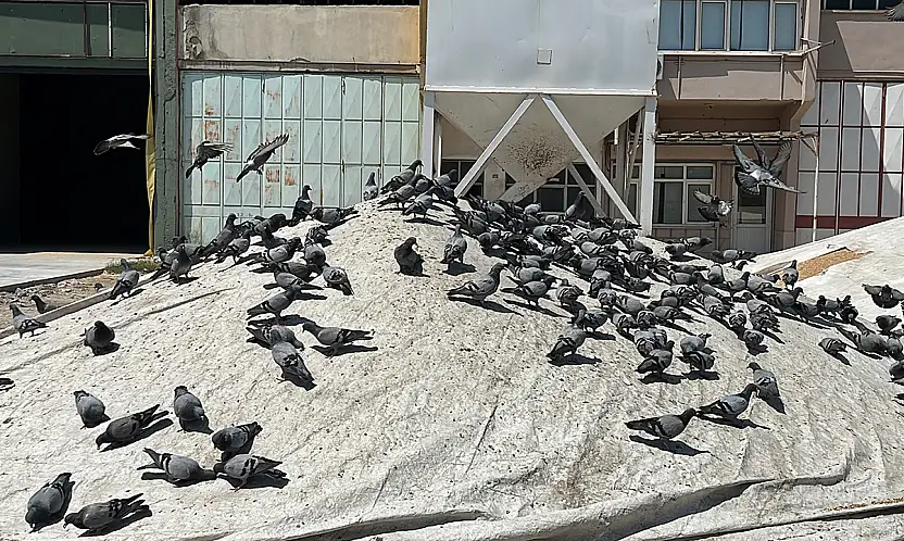 Konya buğday pazarının bereketi güvercinler oldu