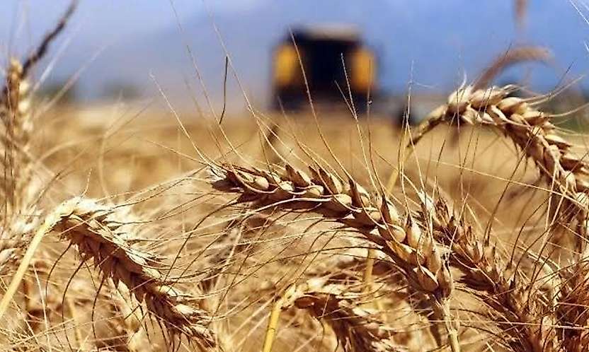 Konya'da 252 milyonluk ihale: TİGEM buğday ve arpa satacak