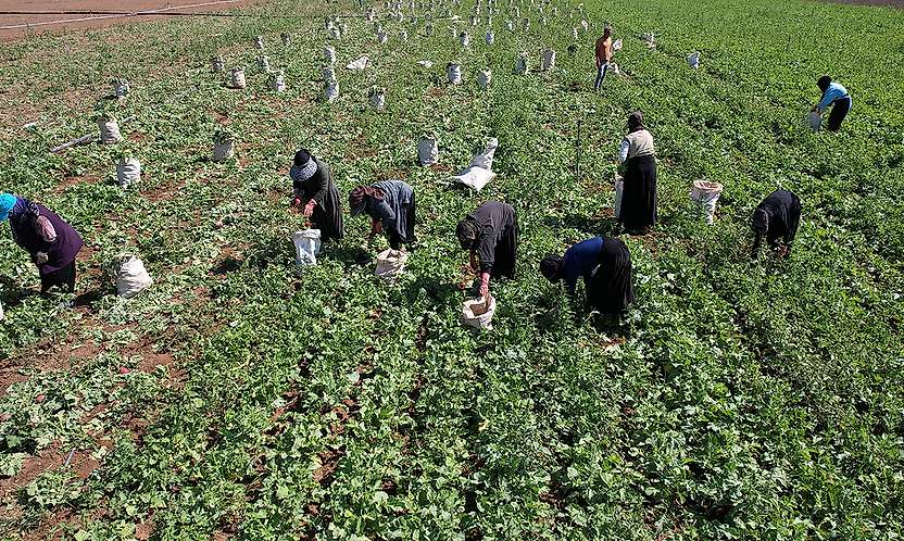Konya'da çiftçinin yeni gözdesi: Kırk beş günde tarladan sofraya
