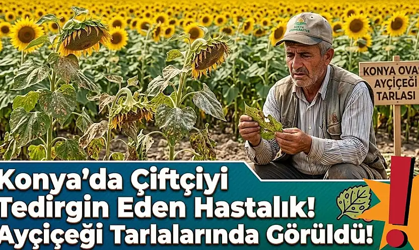 Konya'da çiftçiyi tedirgin eden hastalık! Ayçiçeği tarlalarında görüldü