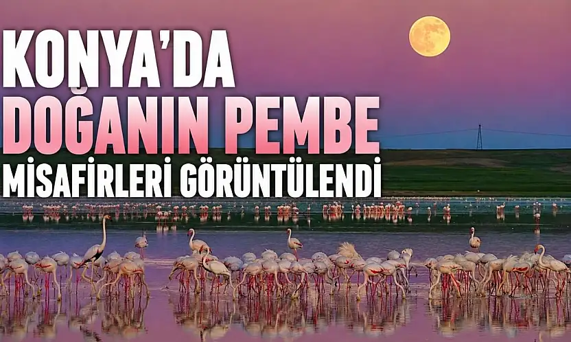 Konya'da doğanın pembe misafirleri görüntülendi