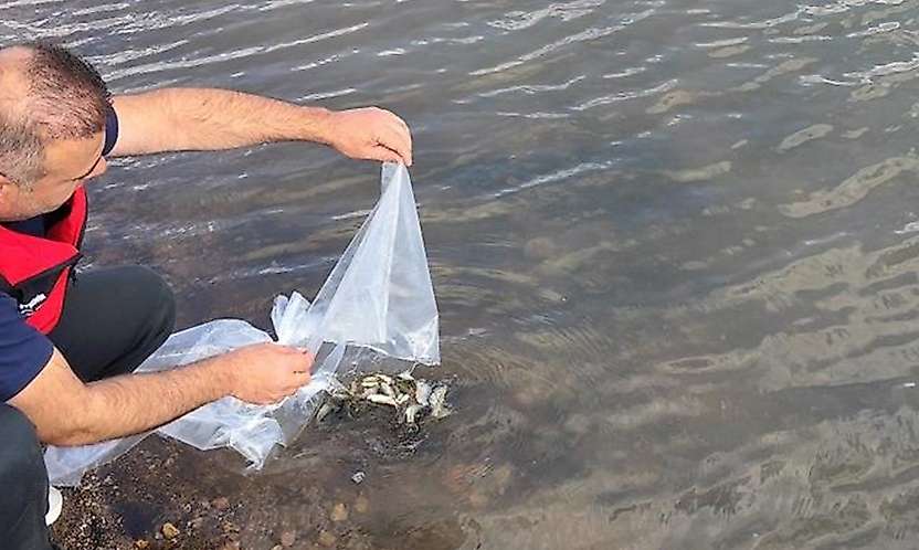 Konya'da göletlere 60 bin yavru sazan bırakıldı